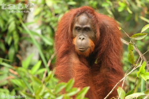 16. Orangutan bornejský                            